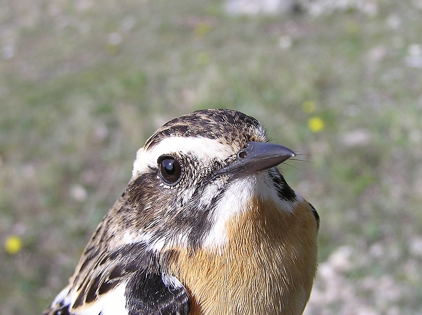 Whinchat, Sundre 20080502